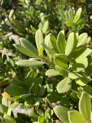Notholithocarpus densiflorus echinoides