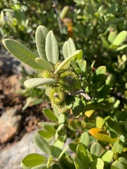 Notholithocarpus densiflorus echinoides