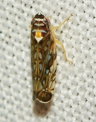 Osbornellus horvathi