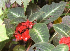 Corytoplectus cutucuensis