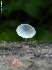 Mycena cyanocephala