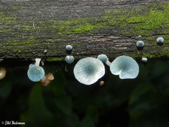 Mycena cyanocephala