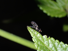 Oxyaciura tibialis