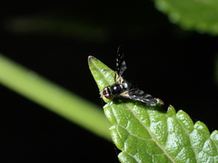 Oxyaciura tibialis