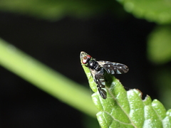 Oxyaciura tibialis