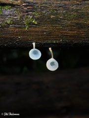 Mycena cyanocephala