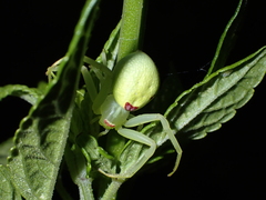 Misumena spinifera