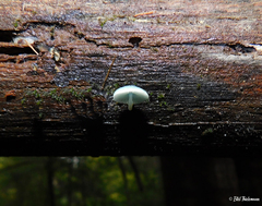 Mycena cyanocephala