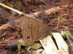 Forsterinaria pyrczi