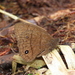 Forsterinaria pyrczi - Photo (c) Lepidoptera Colombiana, algunos derechos reservados (CC BY-NC), uploaded by Lepidoptera Colombiana