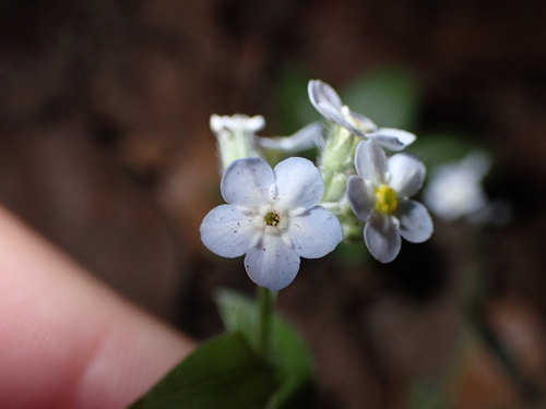 Myosotis image