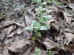 Myosotis latifolia image