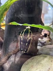 Eudicella tetraspilota