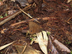 Forsterinaria pyrczi