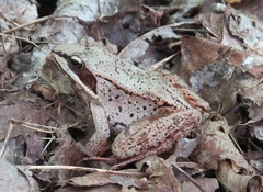 Lithobates sylvaticus image