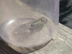 Neotibicen lyricen