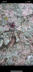 Lycorma