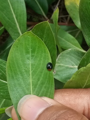 Exochomus nigripennis