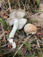 Gerhardtia