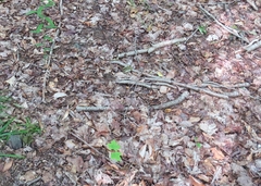 Lithobates sylvaticus image