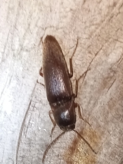 Diplostethus carolinensis