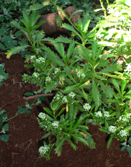 Lepidium panniforme