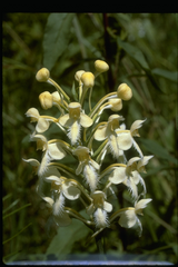 Platanthera × canbyi