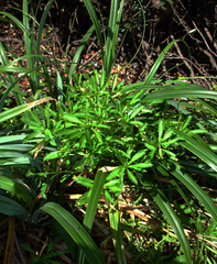 Lepidium panniforme