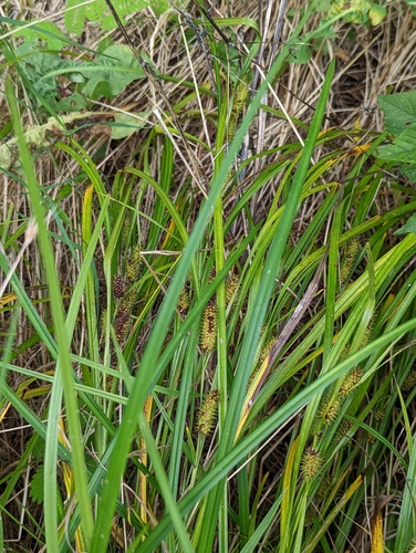 Image of Carex aureolensis by no rights reserved