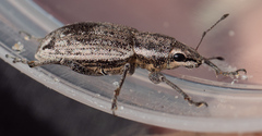 Tanymecus lacaena