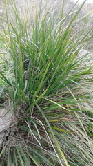 Dianella brevicaulis