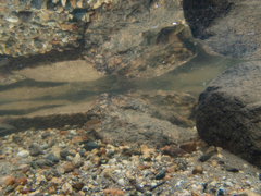 Micropterus dolomieu