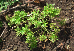Lepidium panniforme