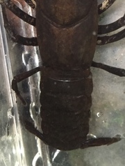 Cambarus cracens