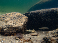 Micropterus dolomieu