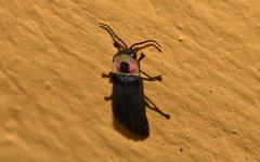 Photinus productus