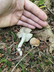 Gerhardtia
