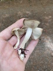 Gerhardtia