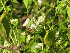 Chromolaena odorata image