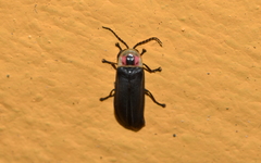 Photinus productus