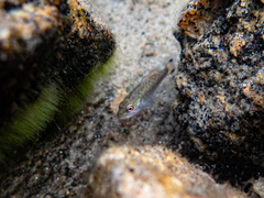 Micropterus dolomieu