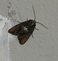 Bryolymnia semifascia