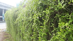 Tarlmounia elliptica