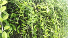 Tarlmounia elliptica