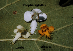 Platanthera × canbyi