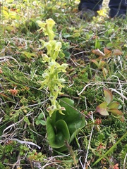 Platanthera hookeri