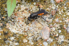 Anoplius americanus