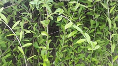 Tarlmounia elliptica