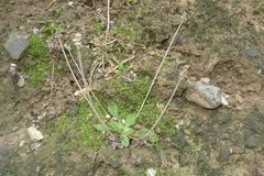 Plantago raoulii