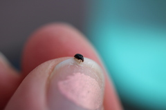 Rhyzobius lophanthae